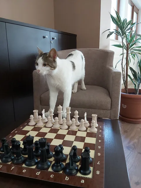 grandmaster